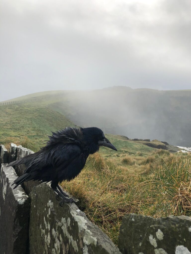 Cliffs of Moher (4)